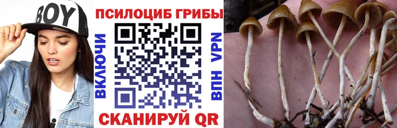 Псилоцибиновые грибы Psilocybine cubensis  Чкаловск 